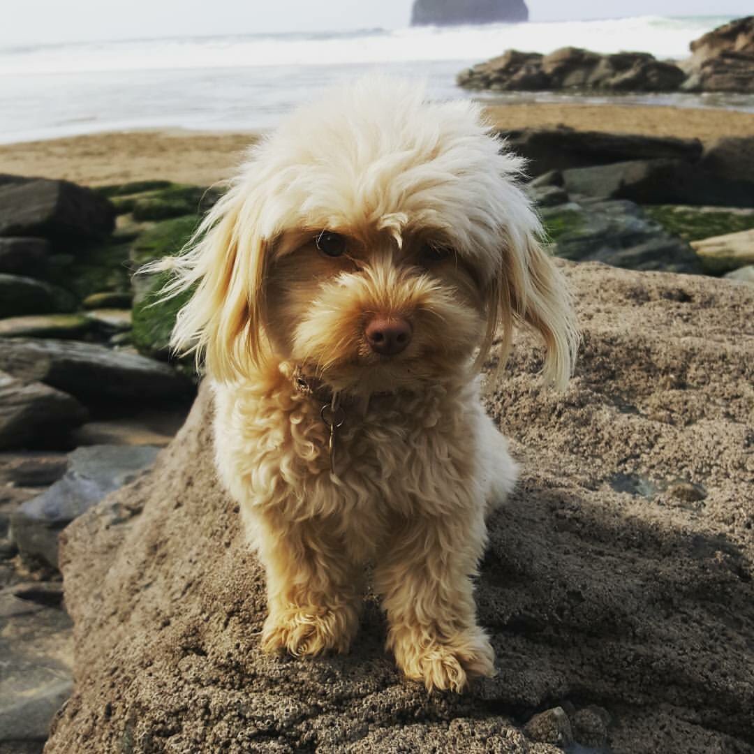 PhoebePrice90's tweet photo. Pure puppy perfection #molly #trebarwith #cornwall #puppy #loveher #beach https://t.co/cI69Bnub9C