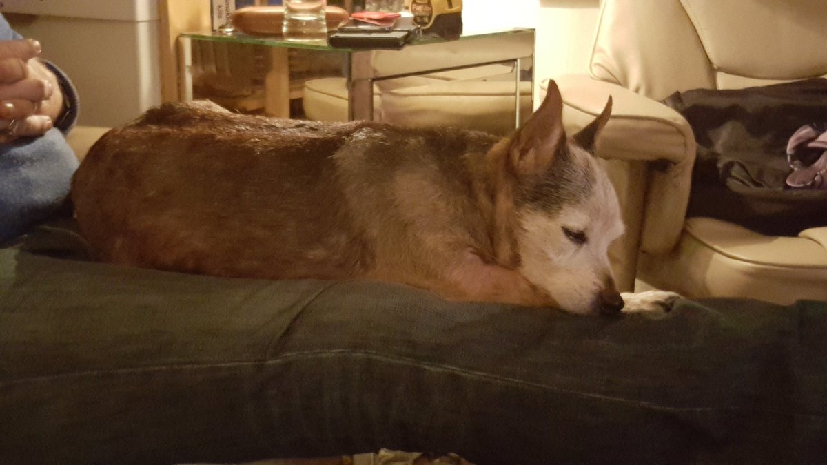 BenjaminButton's tweet image. Old and cold!!! Sleeping on my Daddy&apos;s lap