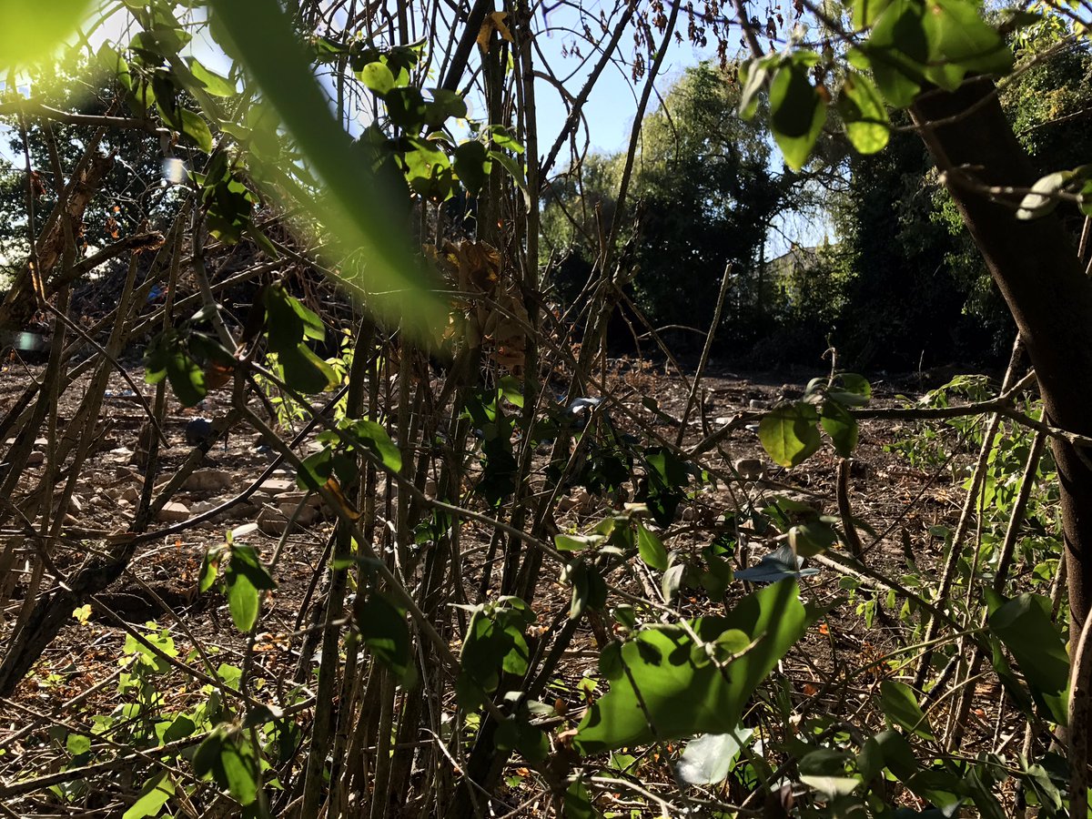 mainlywaffle's tweet image. Just visited Fat Tulip's garden - not sure that even Fred the Baddy would recognise it now eh @Tony_Robinson :(