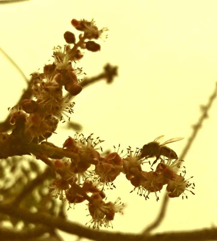 RobPachyderm's tweet photo. Honeybee pollinating marula trees #Bees #Research #Science #Trees https://t.co/m7yZJyyUxn