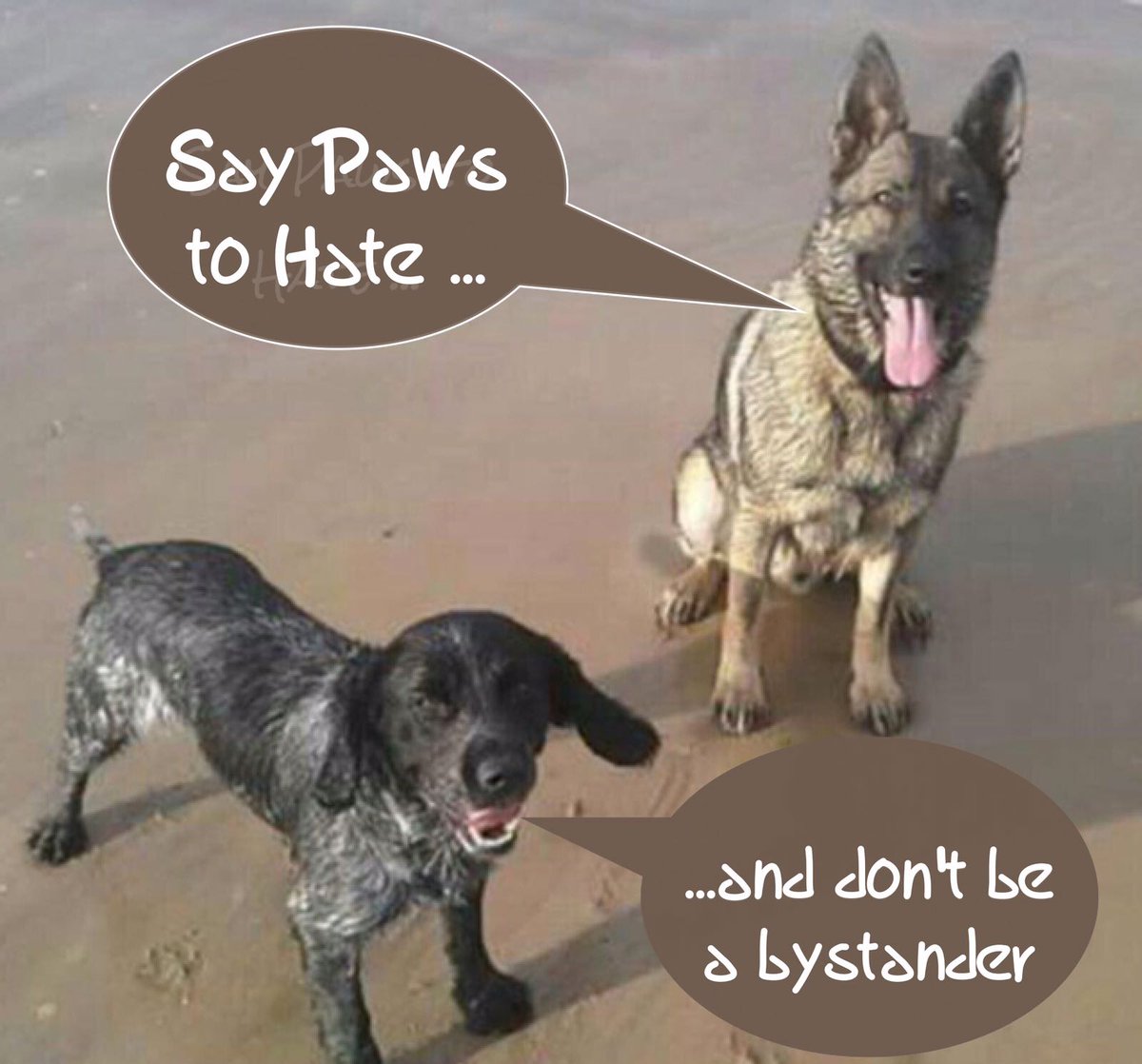 DevonPoliceDogs's tweet photo. Don't forget to report hate crimes when you see them #HateCrimeAwarenessWeek #standuptobullies #PDCharlie #PDBob https://t.co/vgriKuTgq0