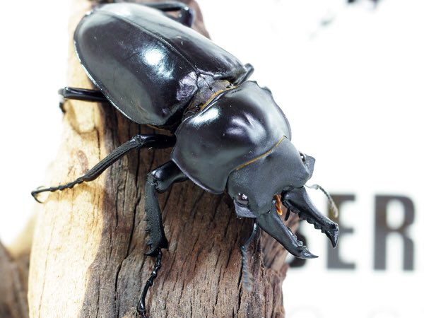 野外品インド産バラデバssp.? マルバネクワガタ 貴重標本】インド産 バラデバマルバネクワガタNeolucanus baladeba