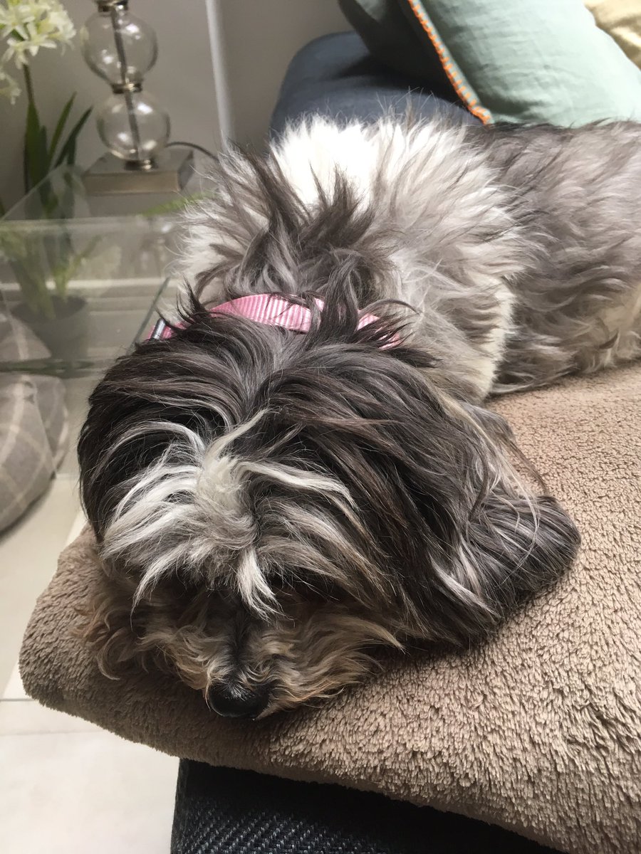 mermhart's tweet image. @PetsPyjamas thank you for my new collar and treats.