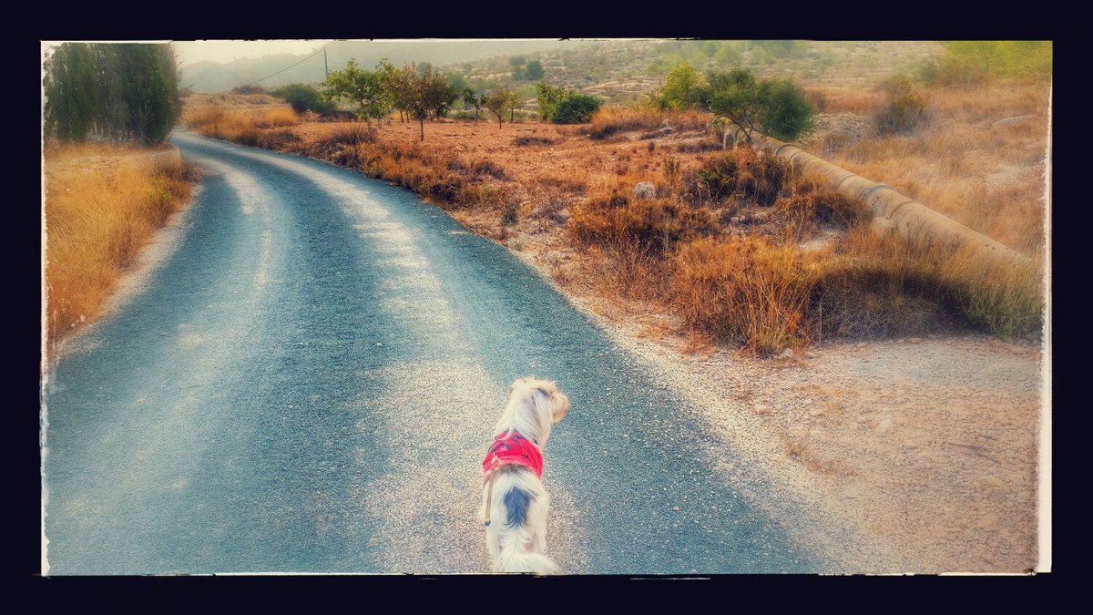 Jagger_2014's tweet photo. Esta mañana ha tocado paseo por el monte 🐕 :) https://t.co/GFZm5JNgd2