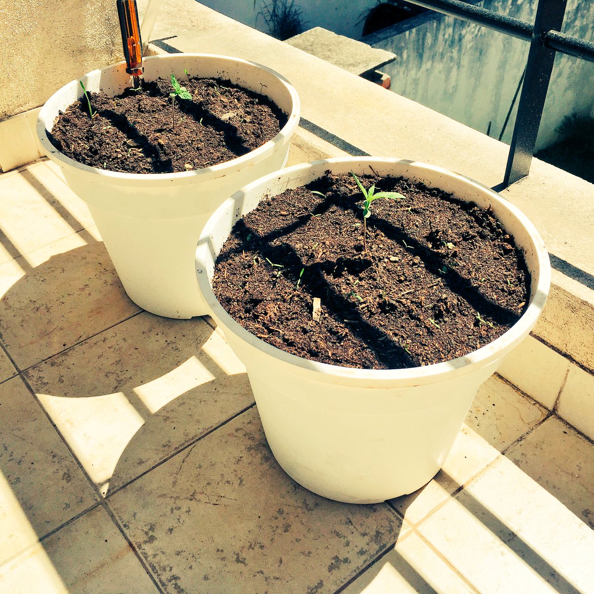 DogMarce's tweet photo. Dulces primaveras!! https://t.co/A934SeuF6X