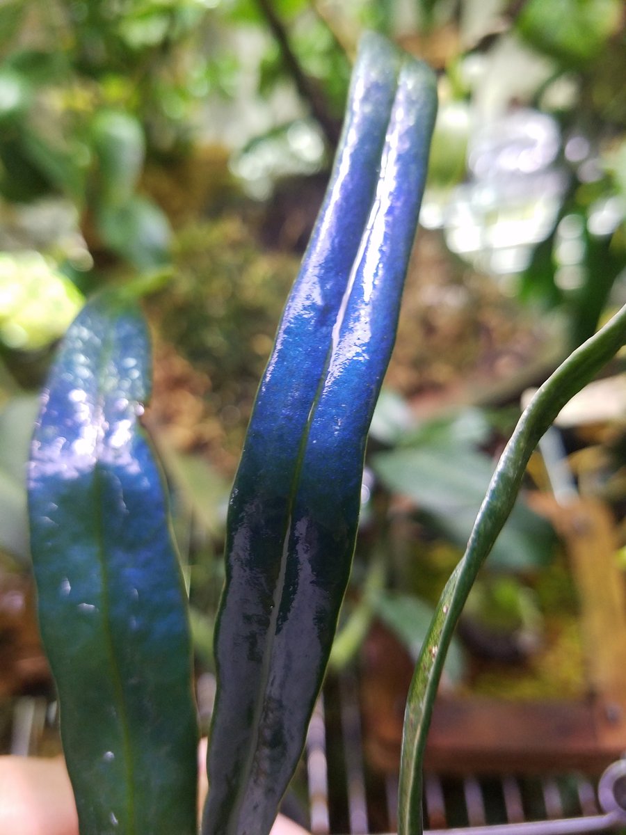 Itome 伊藤蟻植物農園 على تويتر 数ある青い植物の中でやっぱりこいつが一番青い気がする