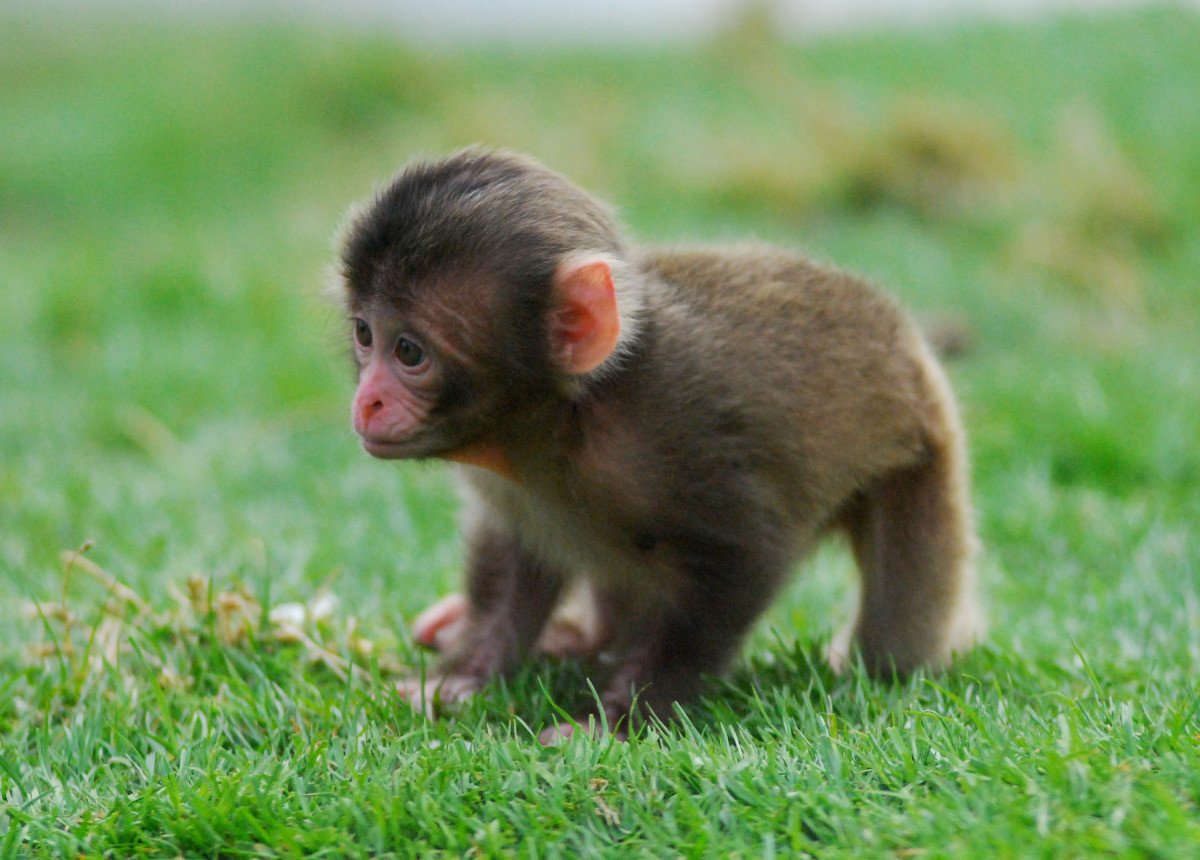 FisherWooDx's tweet photo. monkey cub #monkeycub #animals #loversofanimal @LoversOfAnimal https://t.co/9OWmej3pj4