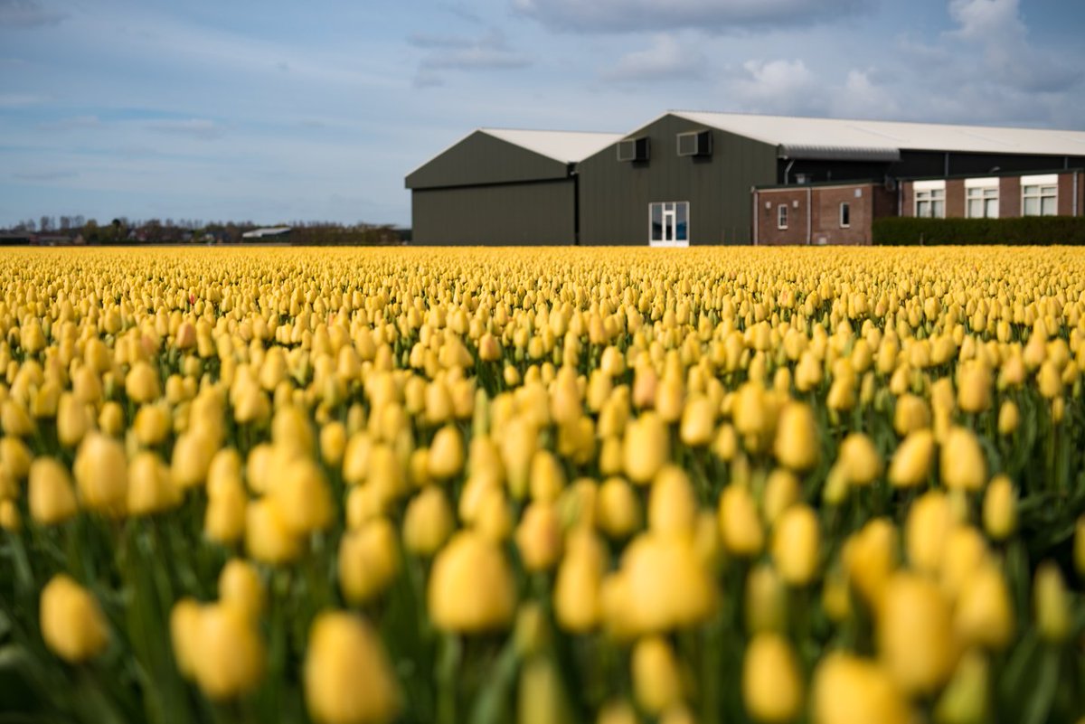 Have you read our 2-day #Amsterdam itinerary? The #tulip fields are not to miss! scl.io/VH9hVevq #travel #travelblog #gaytravel