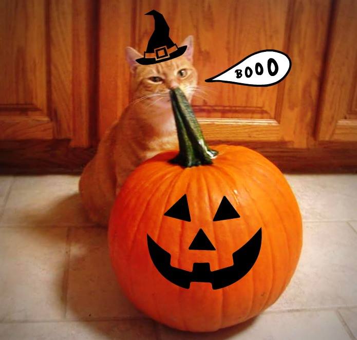 Our handsome boy Charlie Brown is still looking for his forever home, read his bio here: petfinder.com/petdetail/3111… 
#fostercat #rescuecat