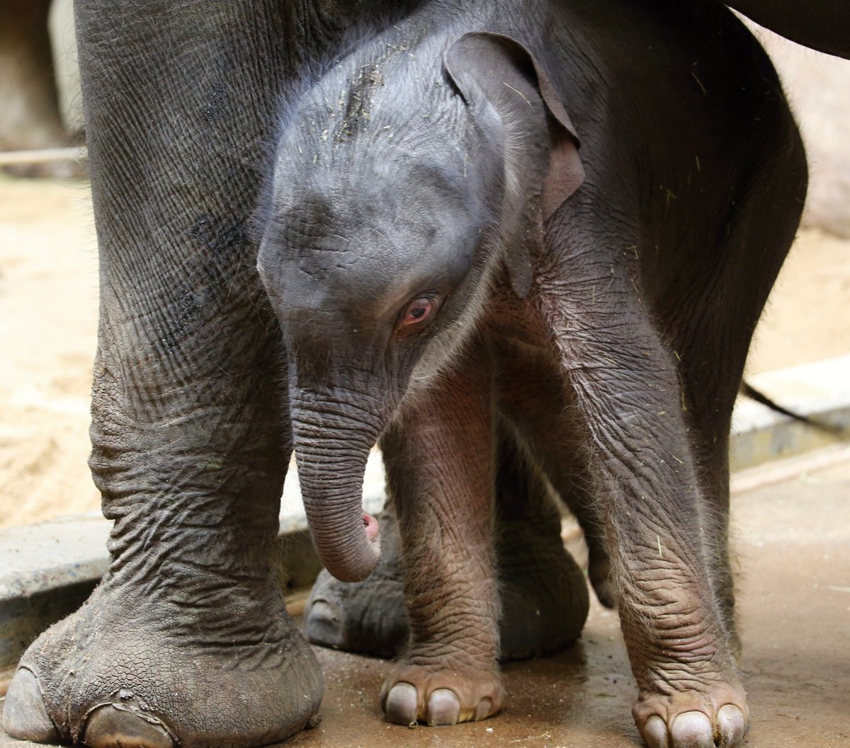 MiroslavBobek's tweet photo. Slůněte není nikdy dost! 
Tři moje dnešní záběry ze Zoo Praha, které zachycují v pátek večer narozené Tamařino slůně. https://t.co/xFK7if9jhq