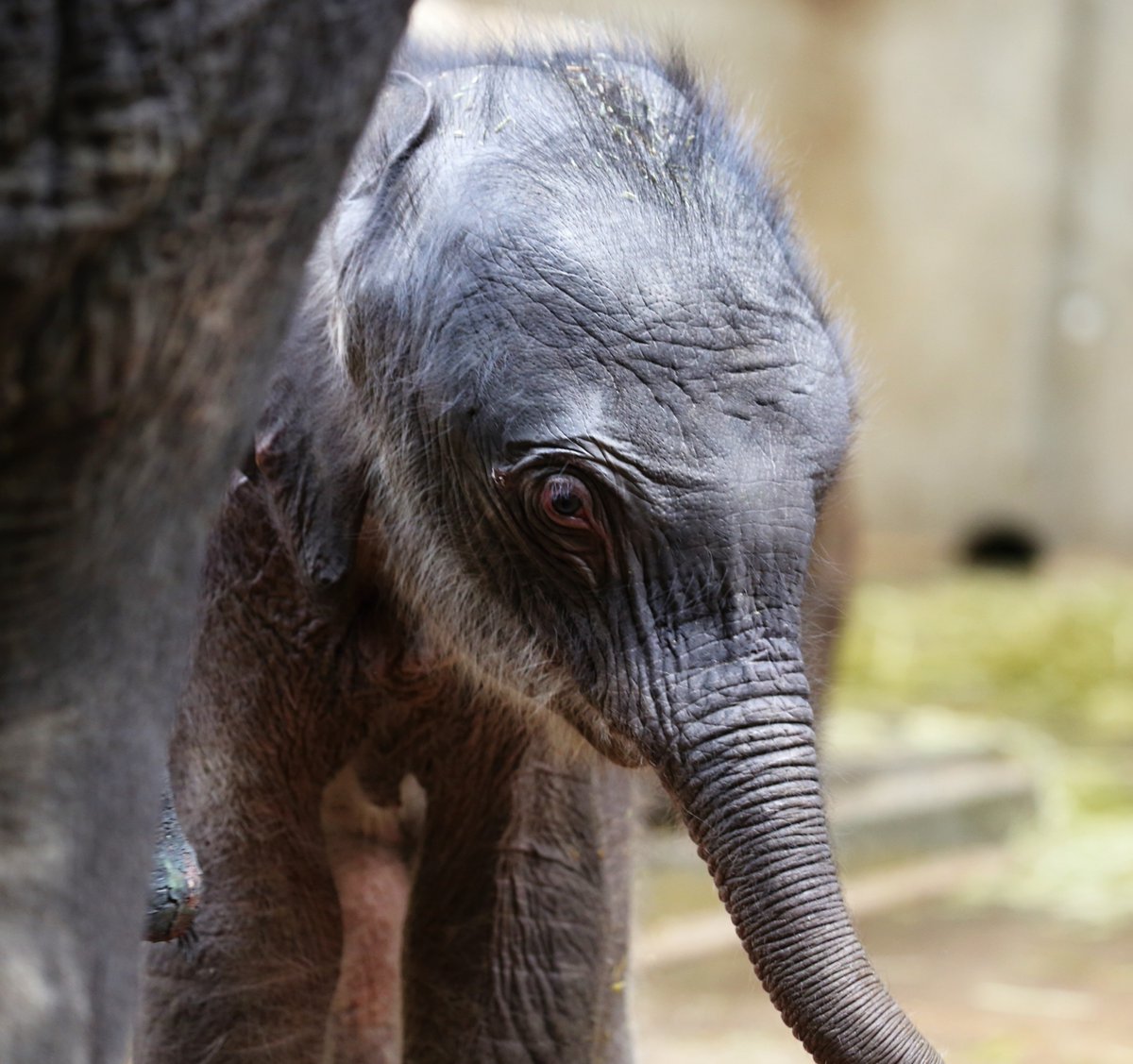 MiroslavBobek's tweet photo. Slůněte není nikdy dost! 
Tři moje dnešní záběry ze Zoo Praha, které zachycují v pátek večer narozené Tamařino slůně. https://t.co/xFK7if9jhq