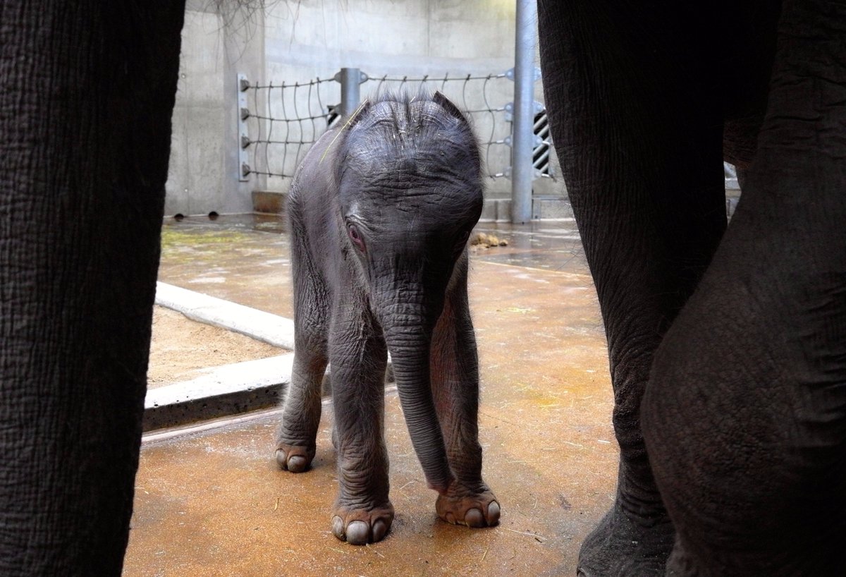 MiroslavBobek's tweet photo. Slůněte není nikdy dost! 
Tři moje dnešní záběry ze Zoo Praha, které zachycují v pátek večer narozené Tamařino slůně. https://t.co/xFK7if9jhq
