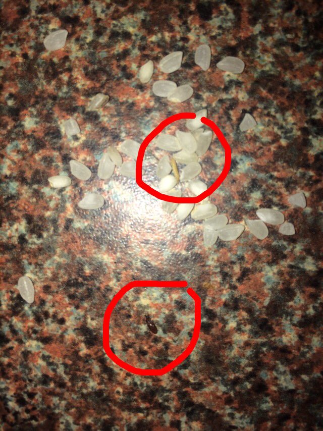 aoiferafter_'s tweet photo. @lidl_ireland live maggots and a weevil in the rice you sold me! No reply to my email sent 4 days ago! #LIDL #vile https://t.co/vP3EnCmXgD