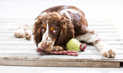 wiki_dog's tweet photo. Most popular dog toys: https://t.co/Vy2yxUHv8L 
#dog #puppy #doglovers #toy #toys https://t.co/2rbwC9FLfF