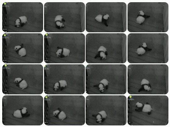 DCnativepanda's tweet photo. On October 9, 2015 doing #TheBeiBei was perfected. (sequence left to right) #BeiBeisFirstYear @houseofcubs https://t.co/f1kP7BpbMH