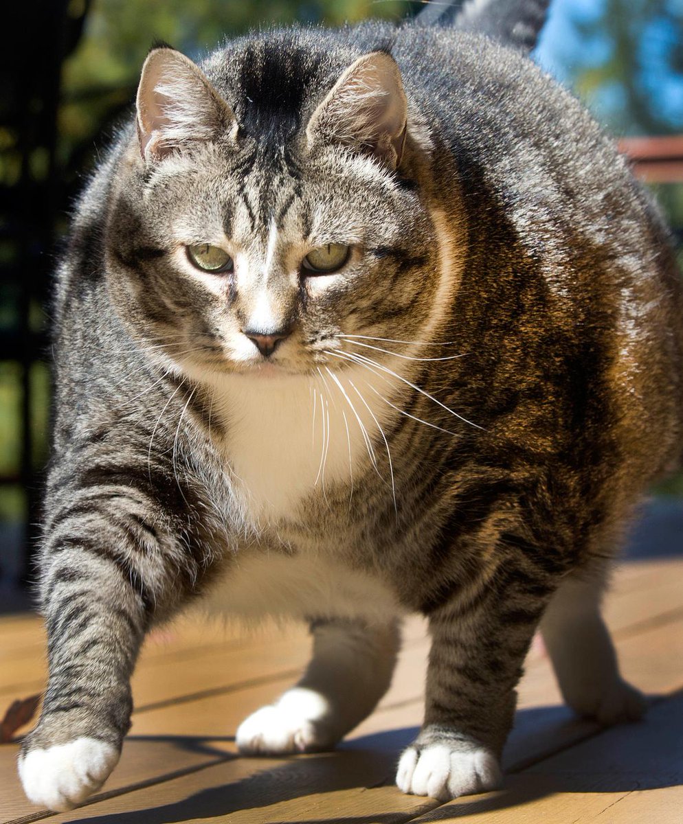 Comment un chat de 15 kilos est devenu la star du net ? bit.ly/2dEPUBs #ARelire