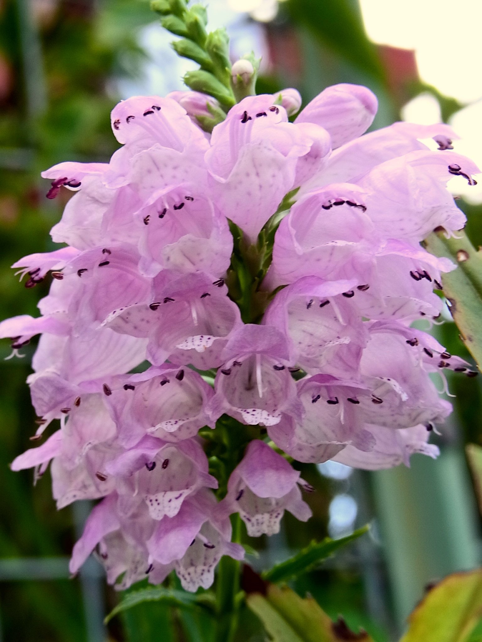 ゆうこ 花虎の尾 北アメリカ東部原産の多年草 花壇や切り花用に栽培されるが 一部野生化しているものもある 葉は細長く先が尖り 縁がギザギザしている 夏にピンク色の筒型の花を 茎の先にいっぱいにつける 花 ハナトラノオ T Co