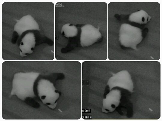 DCnativepanda's tweet photo. A close up of Doing #TheBeiBei so you may do it too. October 9, 2015 #BeiBeisFirstYear @houseofcubs #pandastory https://t.co/8KGr6WJSgf
