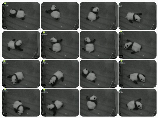 DCnativepanda's tweet photo. Continuation of Doing #TheBeiBei (Dance length w/last picture: 4mins) October 9, 2015 #BeiBeisFirstYear @houseofcubs https://t.co/QWxANRn2w8