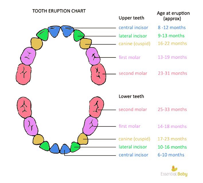 Baby Teeth Chart Age