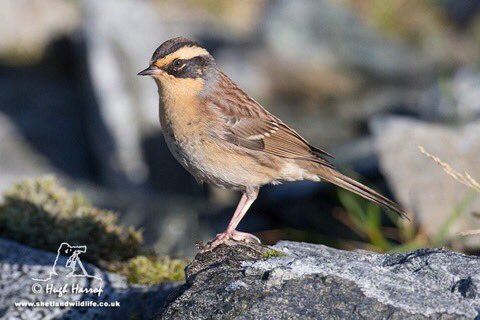 GULP - Britain's first Siberian Accentor on #Shetland today found by <a href="/Juddhunt1/">Judd Hunt</a> and <a href="/HughHarrop/">Hugh Harrop Wildlife</a> from <a href="/ShetlandWild/">Shetland Wildlife</a>