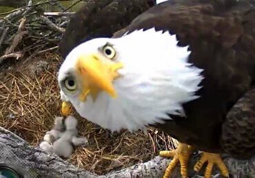 Lizzs_Lockeroom's tweet photo. Eagles always look fed up https://t.co/ioyhRE9GCp