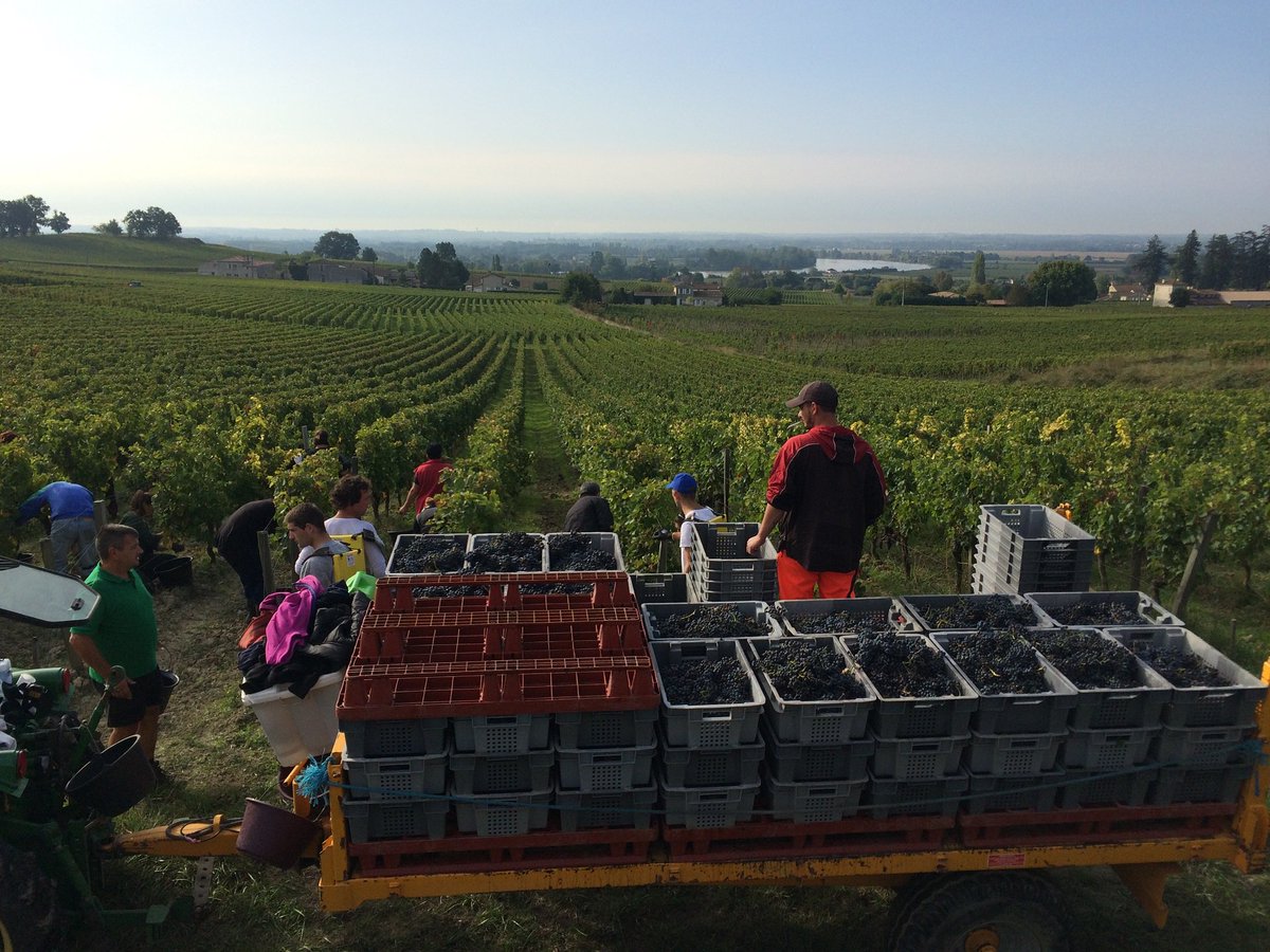 Harvest continues in beautiful #Bordeaux, France! Follow along in almost real-time with <a href="/chateaudugaby/">Château Gaby</a> #wine #WineCulinary16 #wineblog