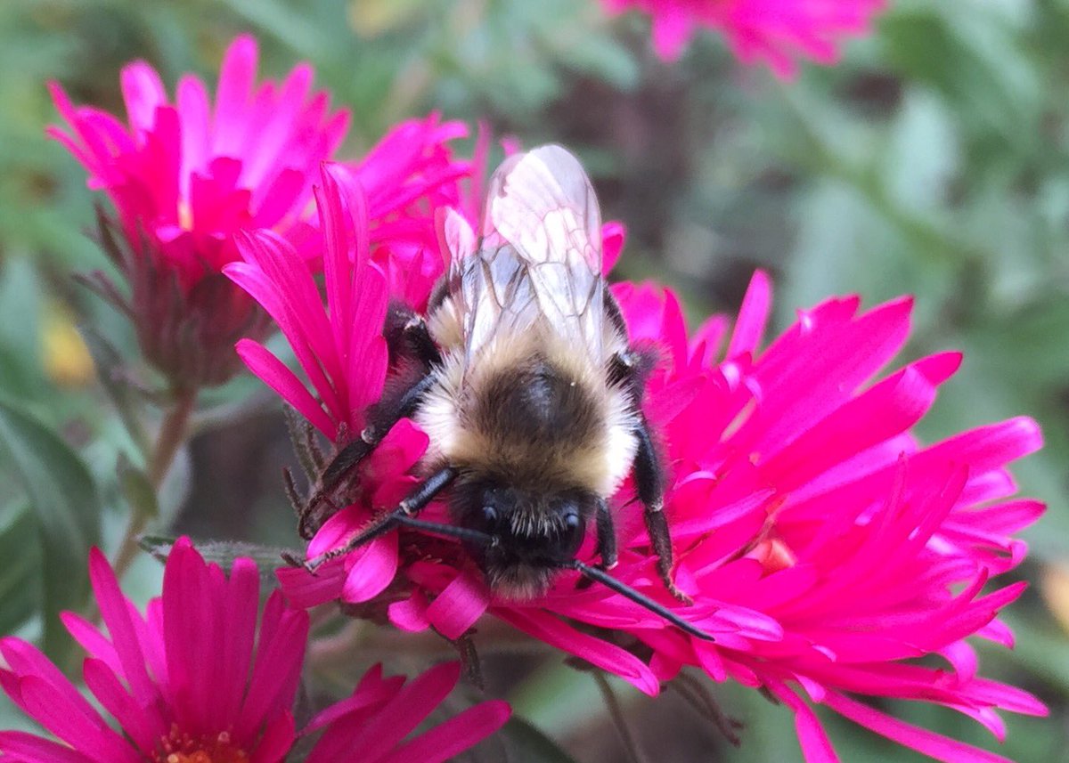 A #CommonEasternBumblebee on #aster today. Happy Thanksgiving everyone! May your day be bright! #ONpollinator