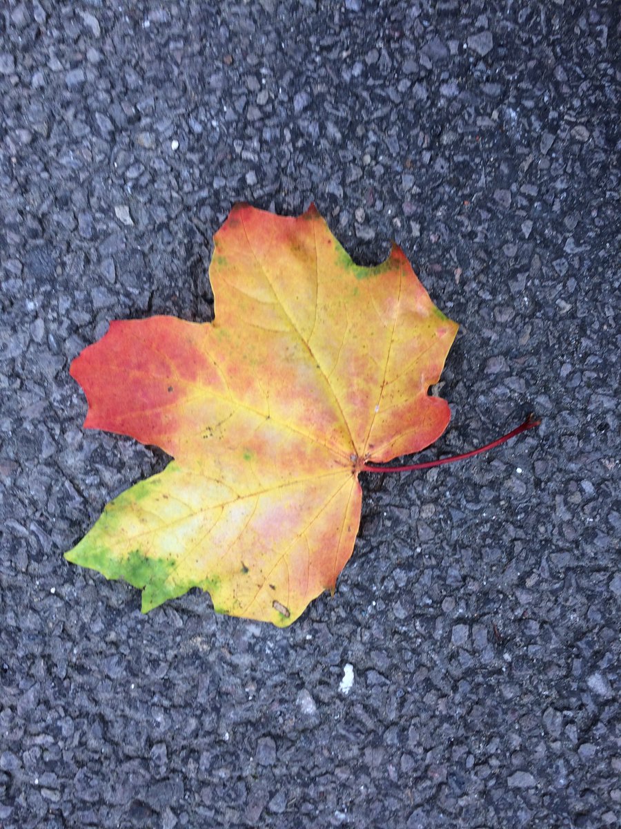 saraharramore's tweet photo. #autumn @Brecon_News @VisitBeacons #CastlesandCathedrals #cyclesupport https://t.co/brMklGHKRq