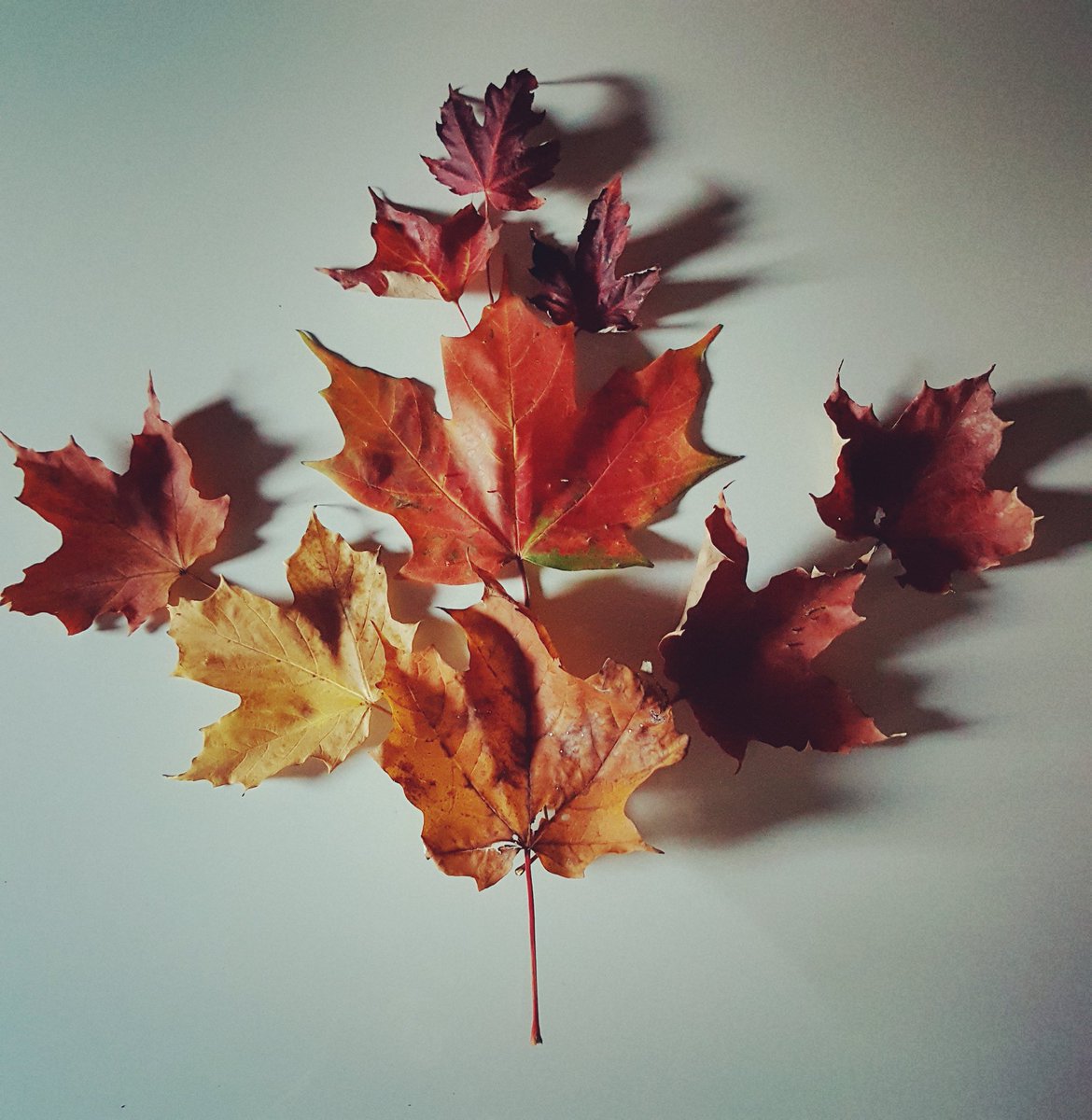 JamesDurling's tweet photo. 48 hrs ago I enjoyed palm trees and 40 degrees weather. Home now in Canada. Leaves changing color. Over night will be 2 degrees. #GForce16 https://t.co/DXbCFqCVRo