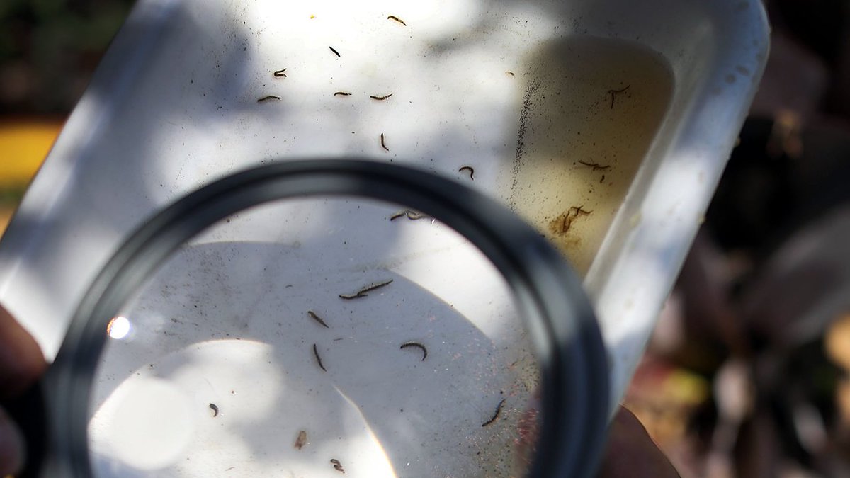 Hurricane Matthew could help Zika fight bit.ly/2eh2byK?utm_me… https://t.co/Hz7cR3KlfV