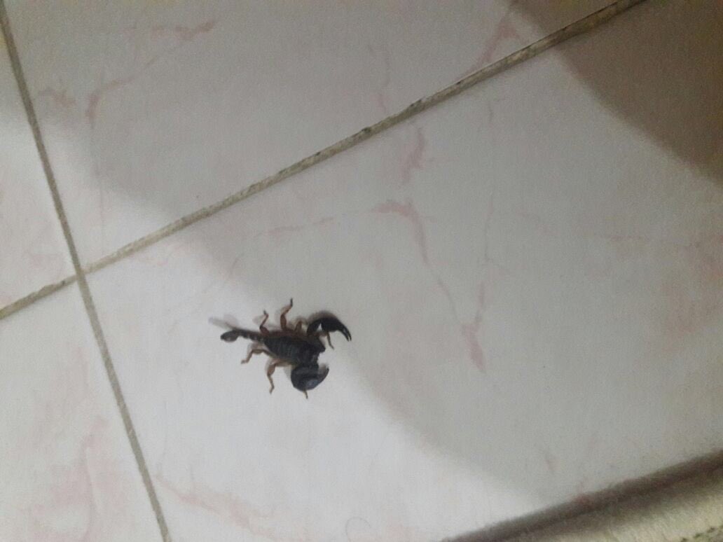 Ulan evmimizde akrep öldürüyoruz lan sefaköy küçükçekmece belediyesi teşekkürler