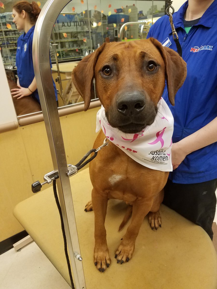 Petsmart1167 tweet media
