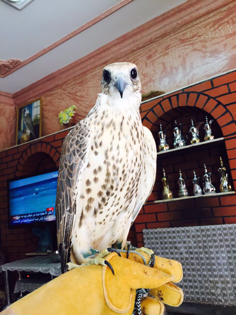 صباح الخير✋🏻