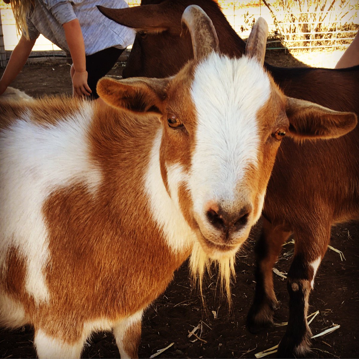 KristineMonet's tweet photo. @StehlyFarms #AnnualPumpkinPatch #sundayfunday #pettingzoo #goat https://t.co/LdoLyyeXNT