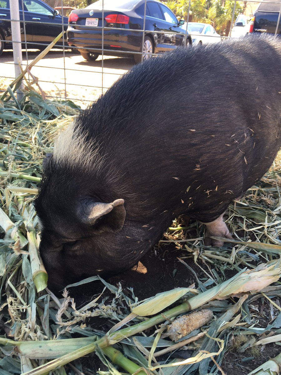 KristineMonet's tweet photo. @StehlyFarms #AnnualPumpkinPatch #sundayfunday #pettingzoo #goat https://t.co/LdoLyyeXNT