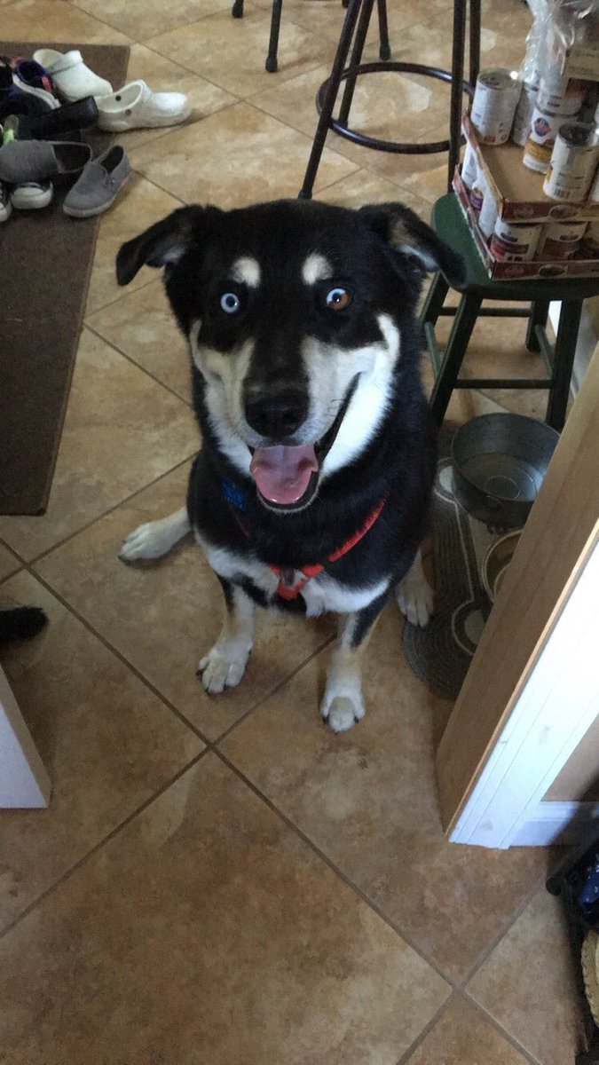 printyourpet's tweet photo. All Pets Matter 🐶🐱. Print Your Pet today and help save another! 

Support https://t.co/CtqjL6xp21 https://t.co/TyalTp2yH7
