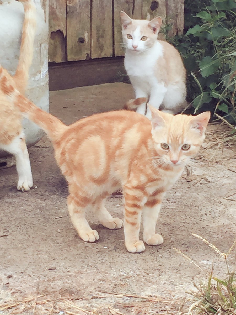 JillKopfer's tweet photo. There's no place like home #expokitty #reunited #backtothedailygrind https://t.co/rBzK6RD0GY