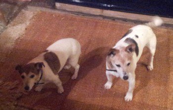 DogLostUK's tweet photo. #Lost #ScanMe TWO JRs1 MALE &amp; 1 FEMALE
#Kilcot / #Newent area #Gloucestershire #GL18 https://t.co/QnP5gnCZeS … https://t.co/VmcipLOObI
