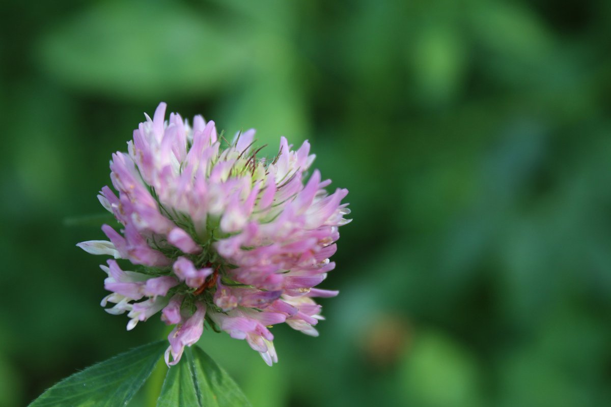 TECKNETPICTURE's tweet image. i have see a nice flower and must shot it Capture withe                                                              CANON EOS 1300