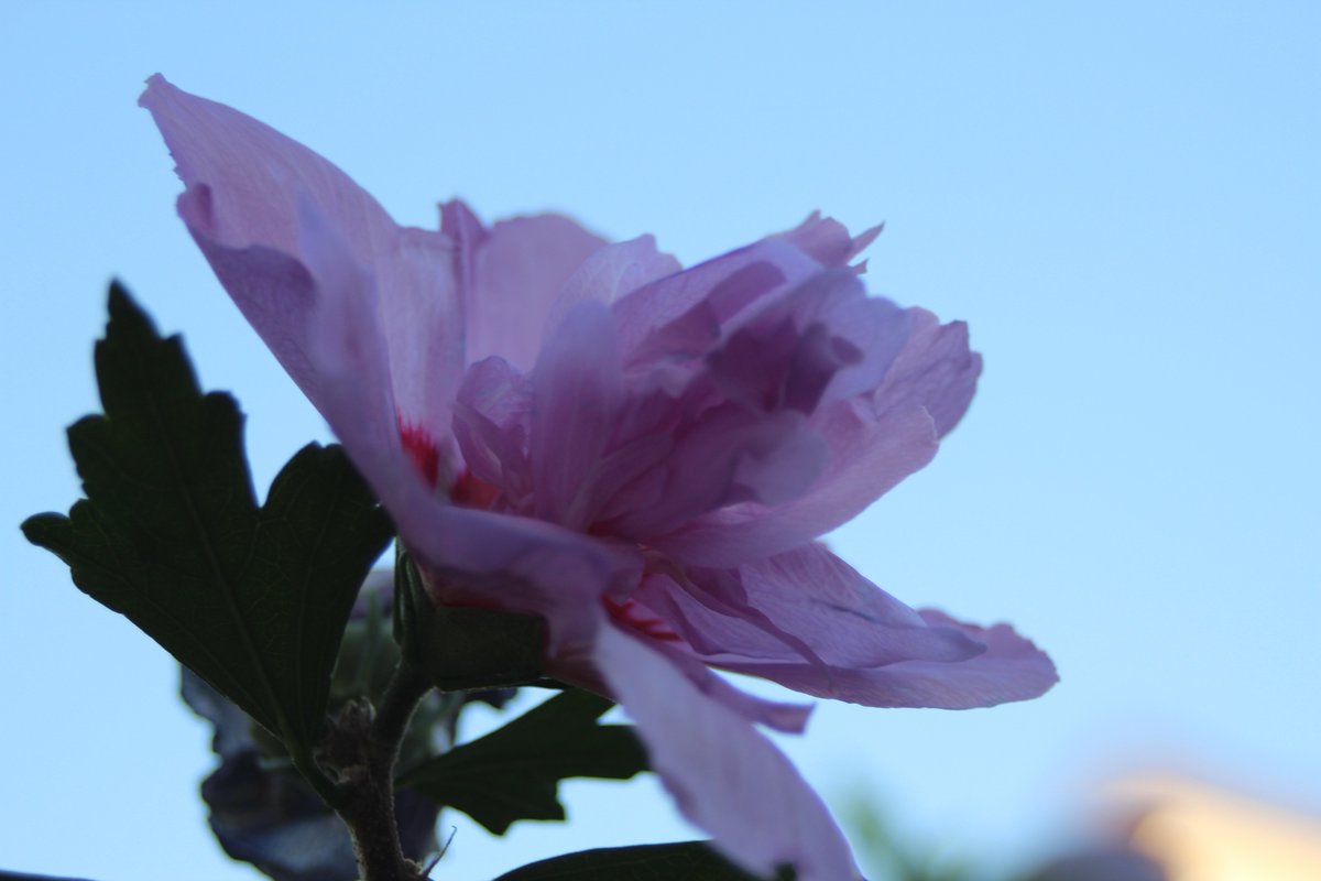 TECKNETPICTURE's tweet image. i have see a nice flower and must shot it Capture withe                                                              CANON EOS 1300