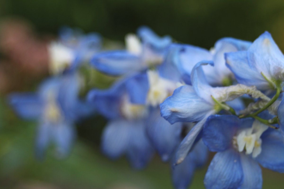 TECKNETPICTURE's tweet image. i have see a nice flower and must shot it Capture withe                                                              CANON EOS 1300