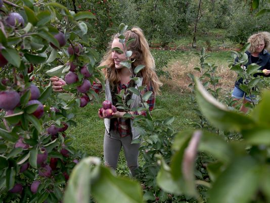 DandC's tweet photo. Harvest time: Local apples smaller but sweeter in this year's harvest. https://t.co/TkvtzNfp1X #ROC #NYapples #eatlocal #makepie https://t.co/NrZO5zWHzV