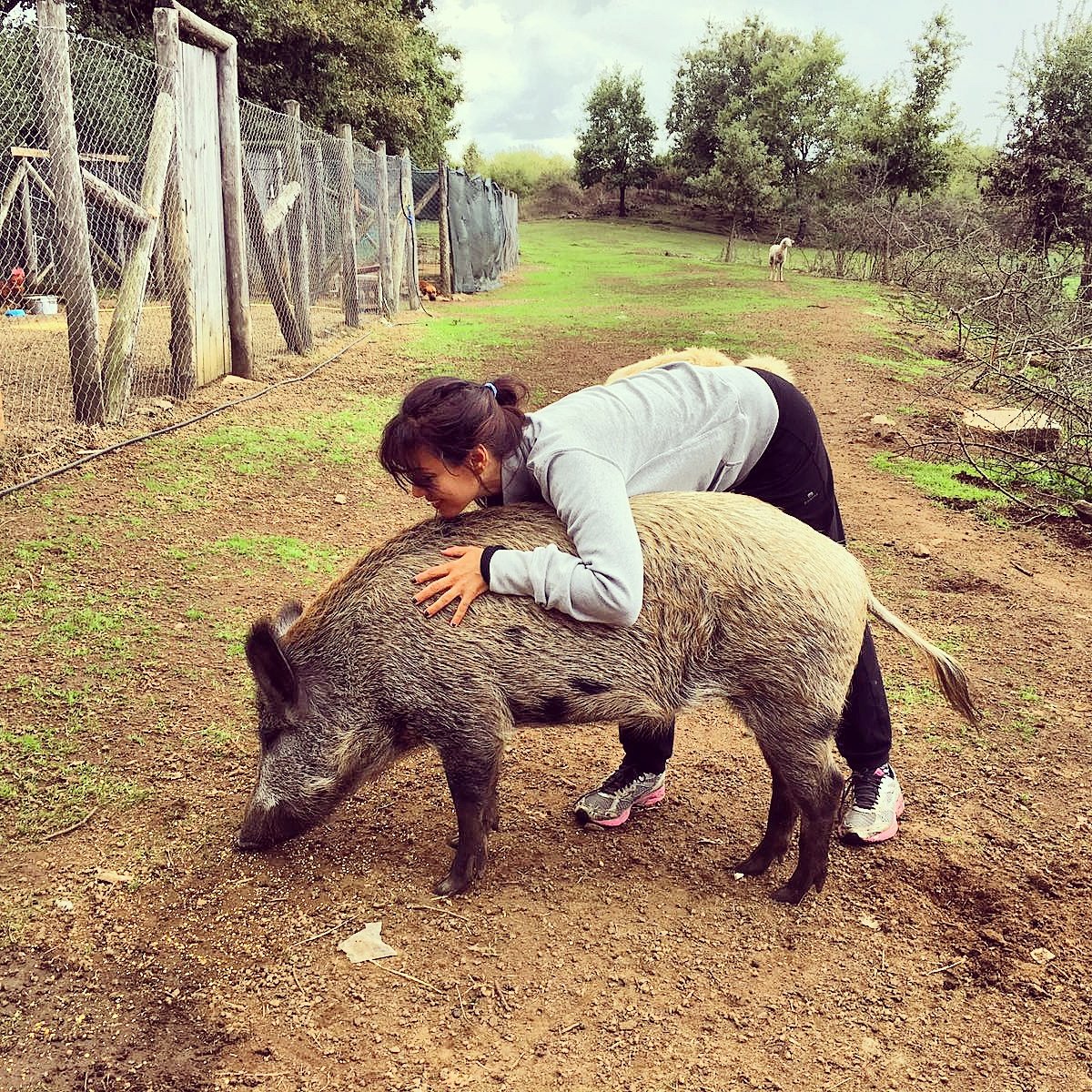 dany_martani's tweet photo. Lei è Maira la mia cinghiala preferita intelligentissima risponde quando viene chiamata ama farsi accarezzare la pancia #govegan #goveg #veg https://t.co/87xKmFwUdK