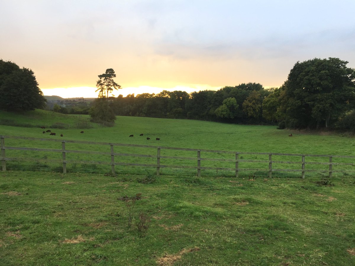 The flock enjoying the sunset