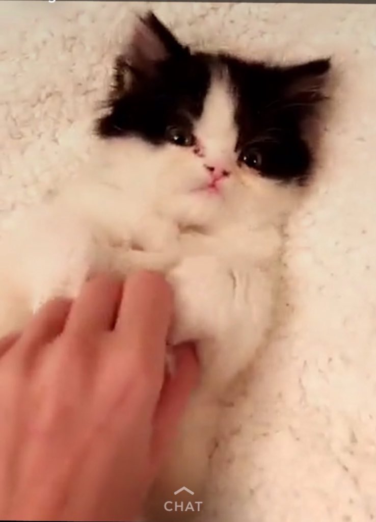 ReasonsSmiIe's tweet photo. Colleen Ballinger's new kitten. https://t.co/eCZone2aaY