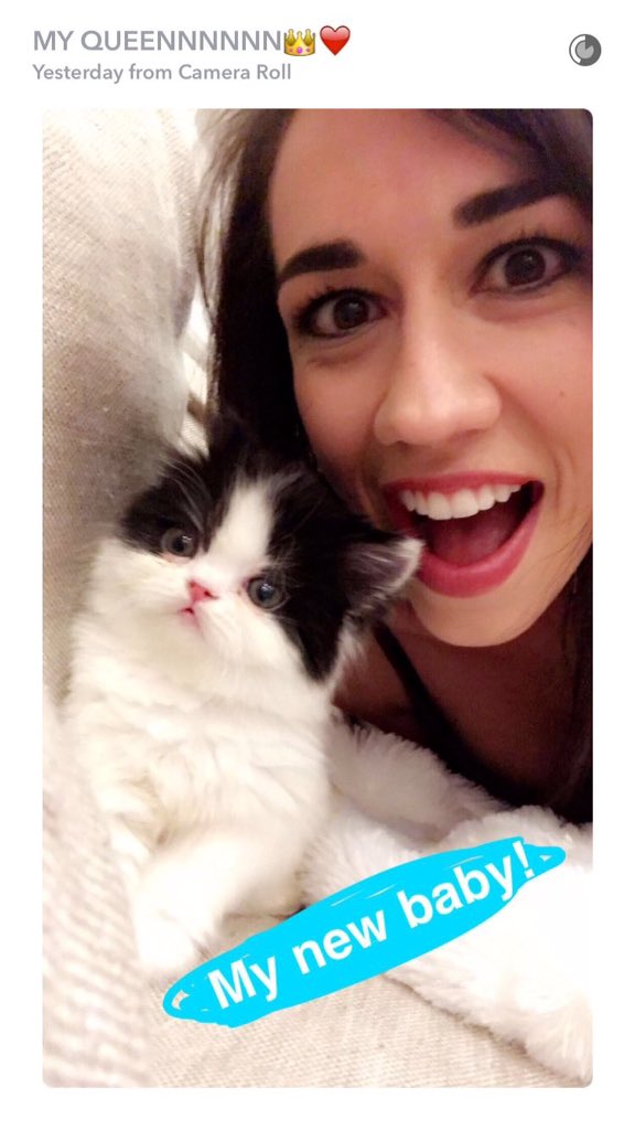 ReasonsSmiIe's tweet photo. Colleen Ballinger's new kitten. https://t.co/eCZone2aaY