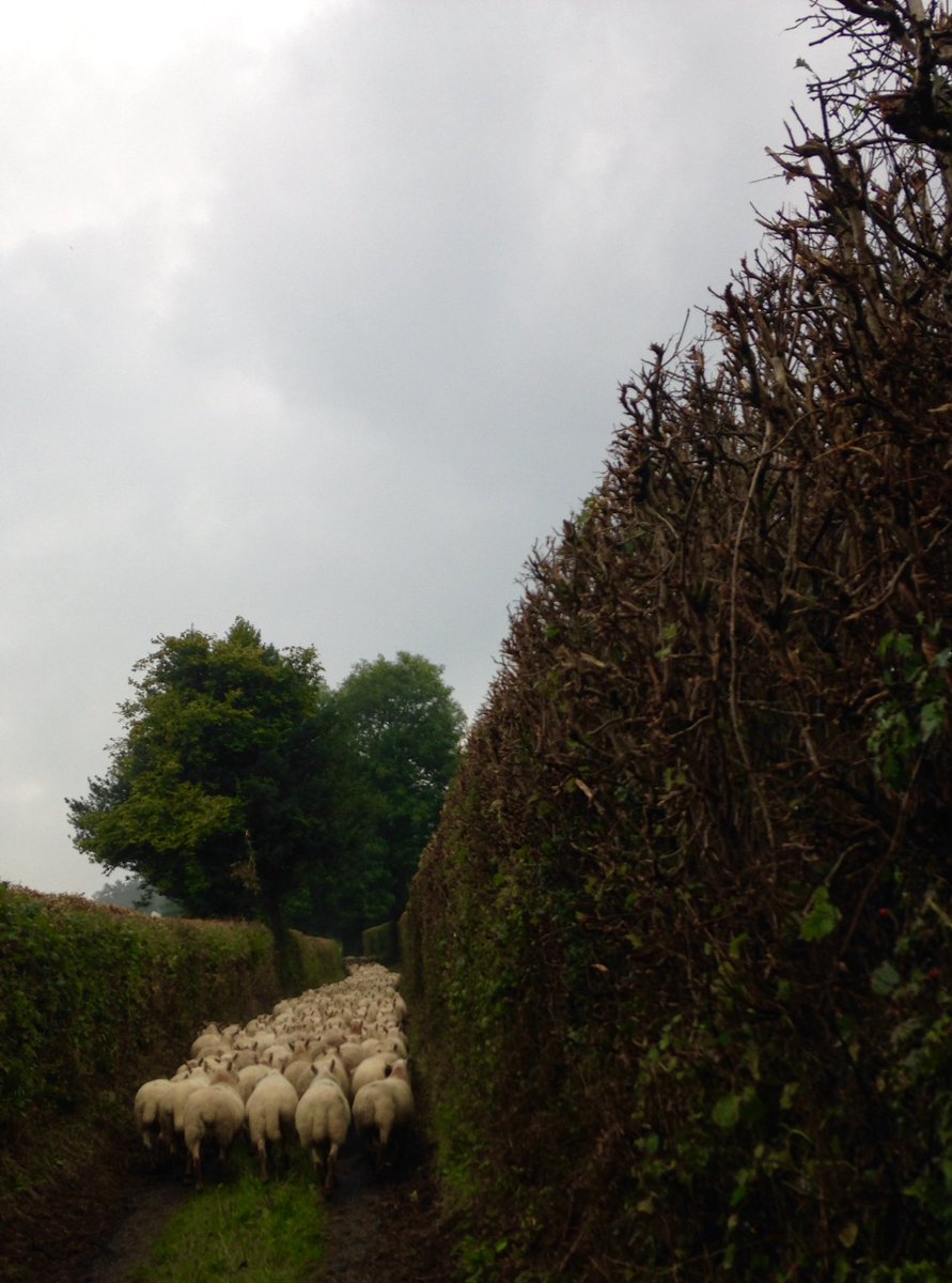 wj_lamb's tweet photo. Busy at the day job! Wjlambs flock will hopefully soon be on a similar scale @Sheep_365 https://t.co/HHjADAauvF