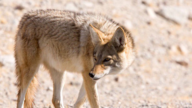Revise extreme habitats! Wild West: America's Great Frontier on BBC Two 20:00 #YO.TV #WWAGF
 yo.tv/engage/2489829…