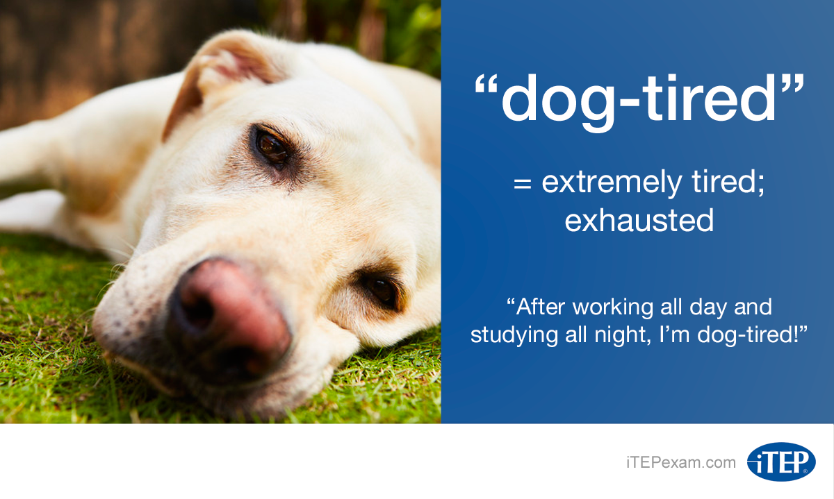 Where Does The Saying Dog Tired Come From